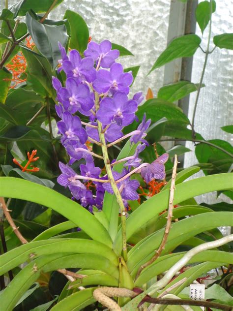 Jardin botanique fleurs