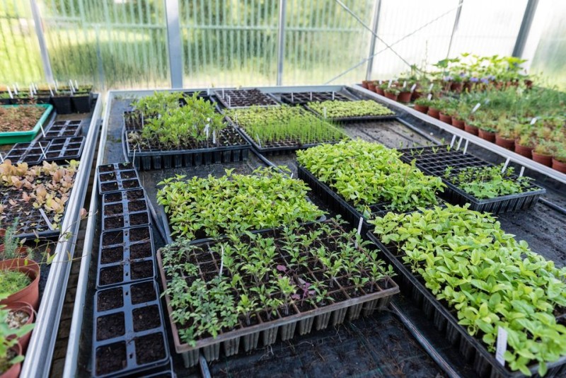 Atelier semis N°2: les légumes d'été