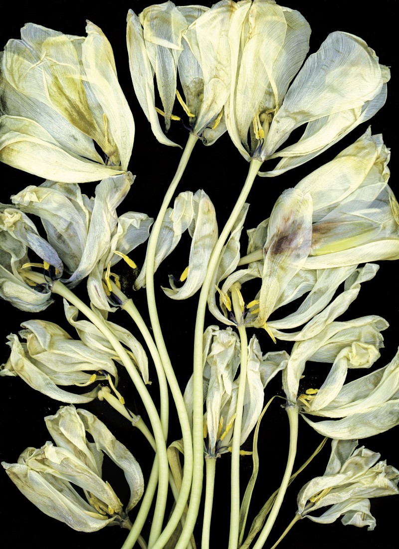 Katharina Von Flotow